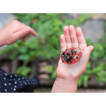 MICROBUG RAMPEUR