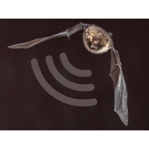DÉTECTEUR D'ULTRASONS ET DE CHAUVE-SOURIS - STÉRÉO