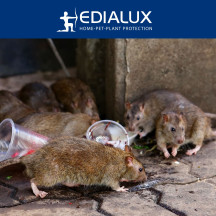 Piège à rats Quicksnap, promopack 2+1 pcs